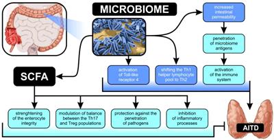 Exploring the role of gut microbiota in autoimmune thyroid disorders: a systematic review and meta-analysis